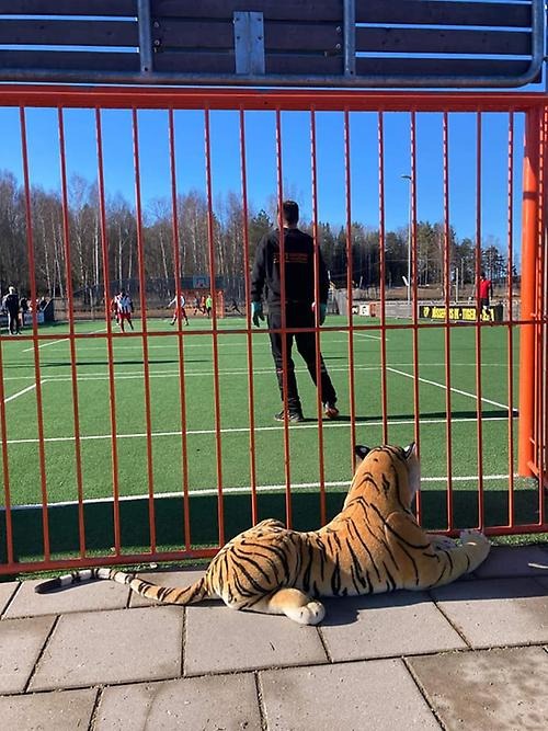 Tiger övervakar fotbollsmatch